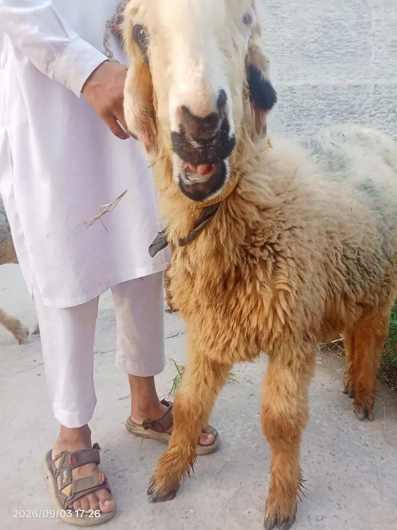 mundri female — photo 5