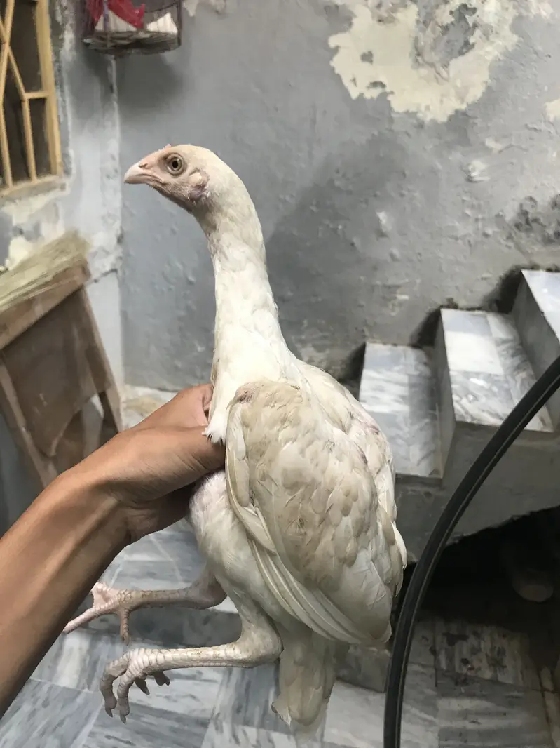 heera pathii and exchange — photo 4