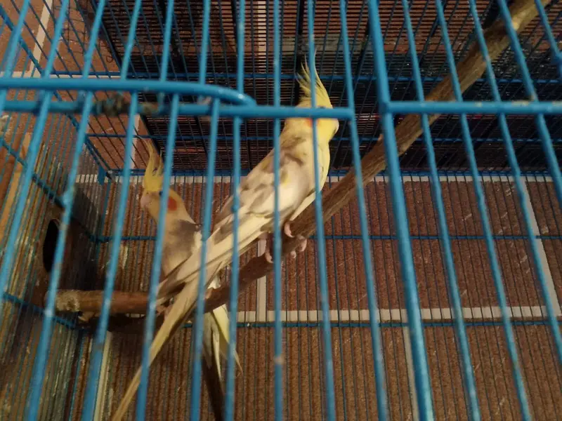 cocktail grey and yellow — photo 3