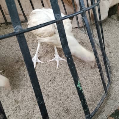 High quality Hera aseel chicks home bread