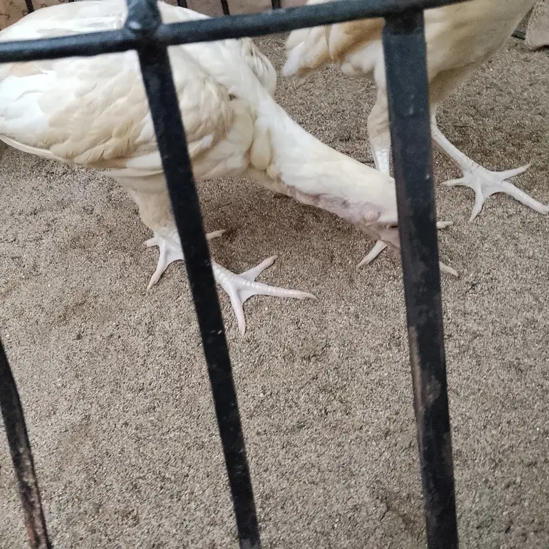 High quality Hera aseel chicks home bread — photo 2