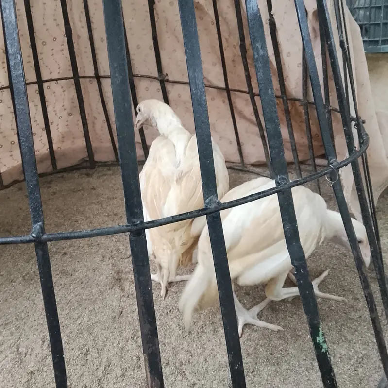 High quality Hera aseel chicks home bread — photo 3