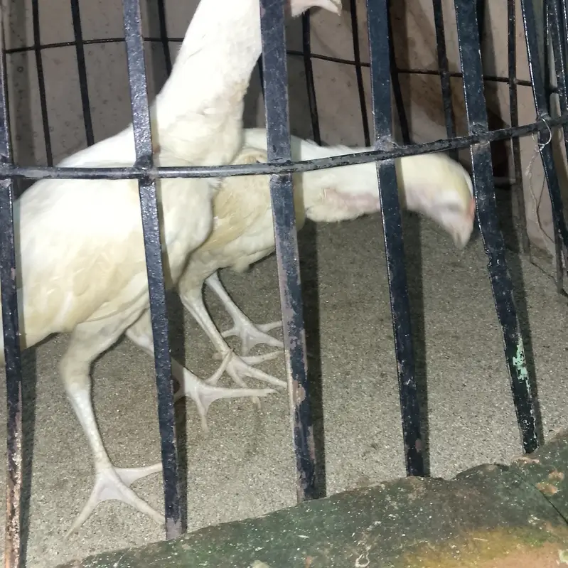 High quality Hera aseel chicks home bread — photo 4
