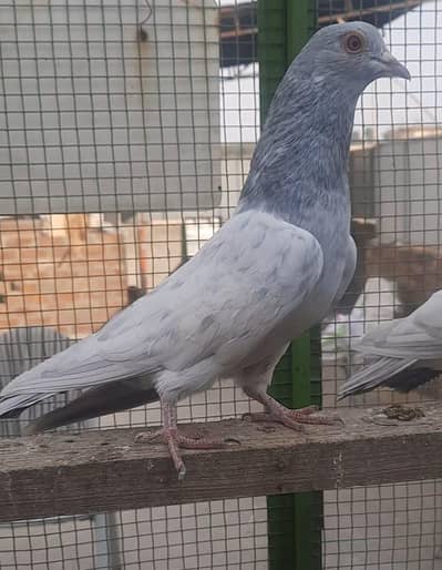Salata patha pathi or ready to Breed available