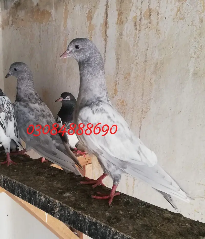 Salata patha pathi or ready to Breed available — photo 3