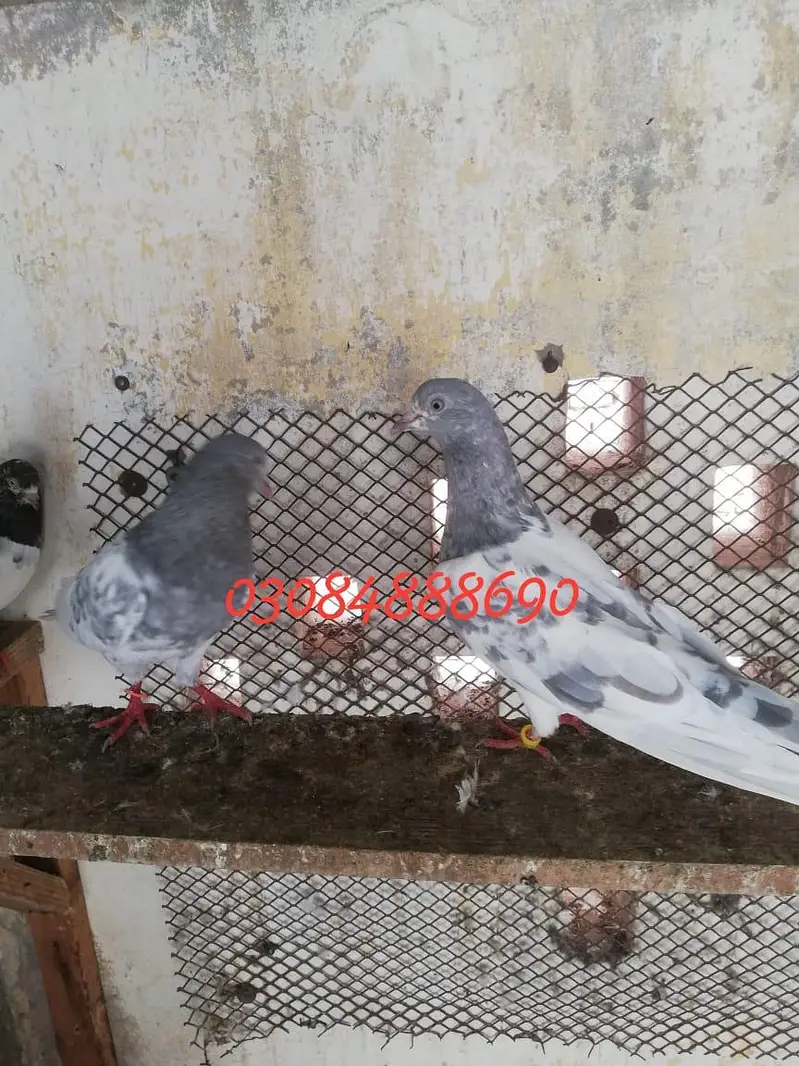 Salata patha pathi or ready to Breed available — photo 5