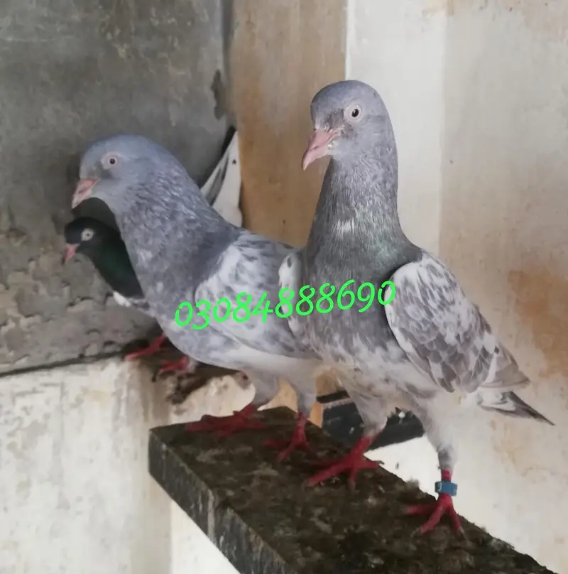 Salata patha pathi or ready to Breed available — photo 6