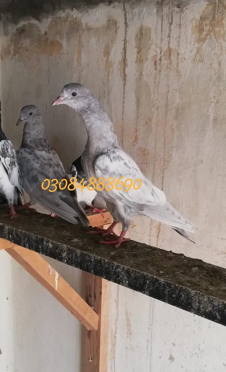 Salata patha pathi or ready to Breed available — photo 7
