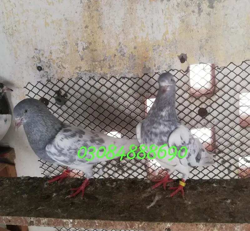Salata patha pathi or ready to Breed available — photo 8