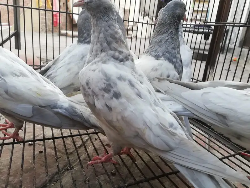 Salata patha pathi or ready to Breed available — photo 9