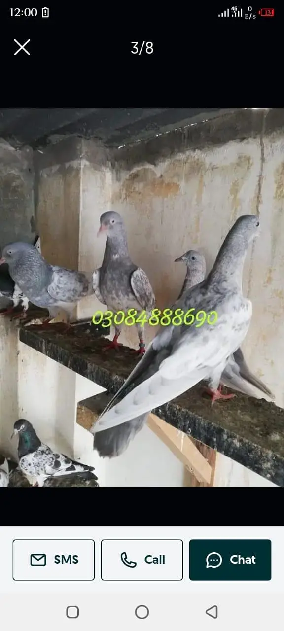 Salata patha pathi or ready to Breed available — photo 10