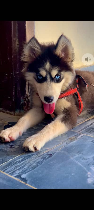 Felix Huski dog