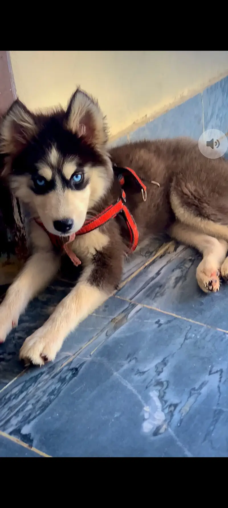 Felix Huski dog — photo 2