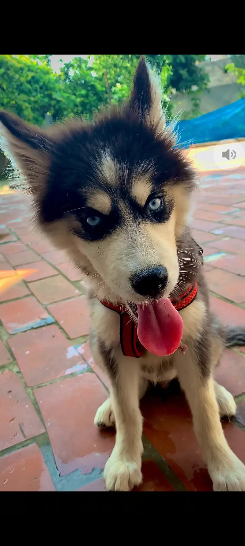 Felix Huski dog — photo 3