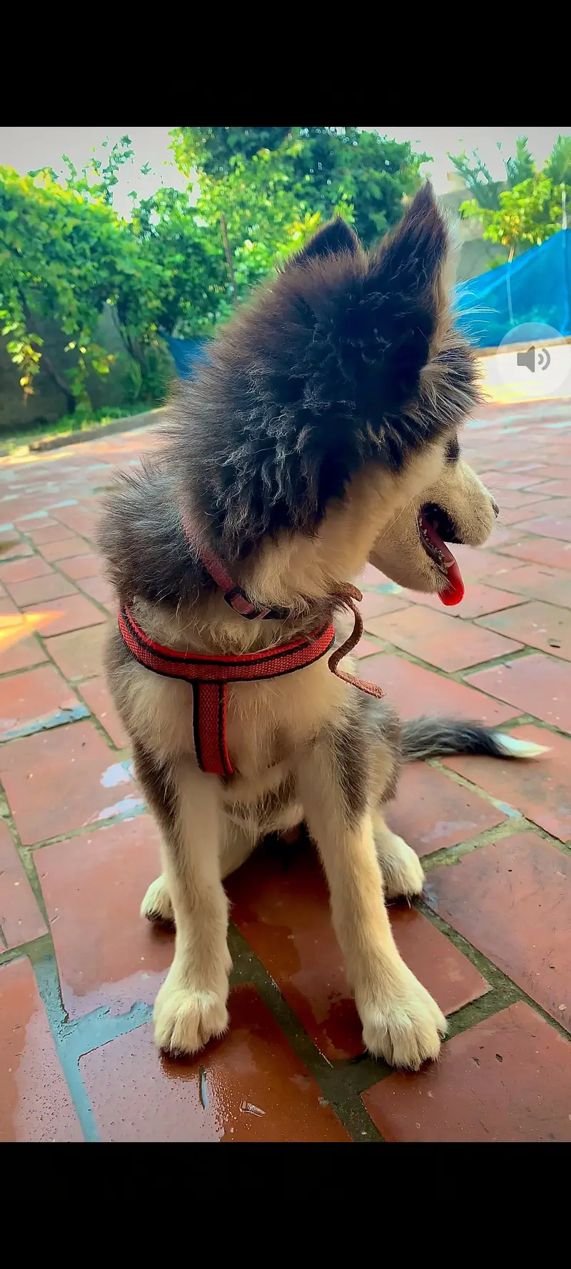 Felix Huski dog — photo 4