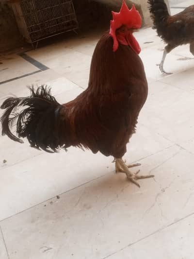 full healthy murga for sale ha whatapp number 03176685273