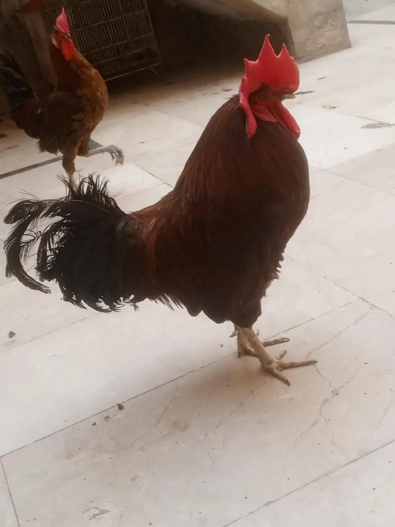 full healthy murga for sale ha whatapp number 03176685273 — photo 2