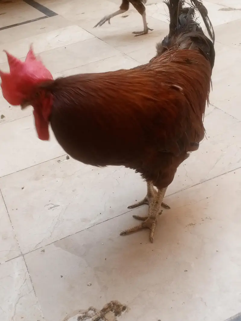 full healthy murga for sale ha whatapp number 03176685273 — photo 3