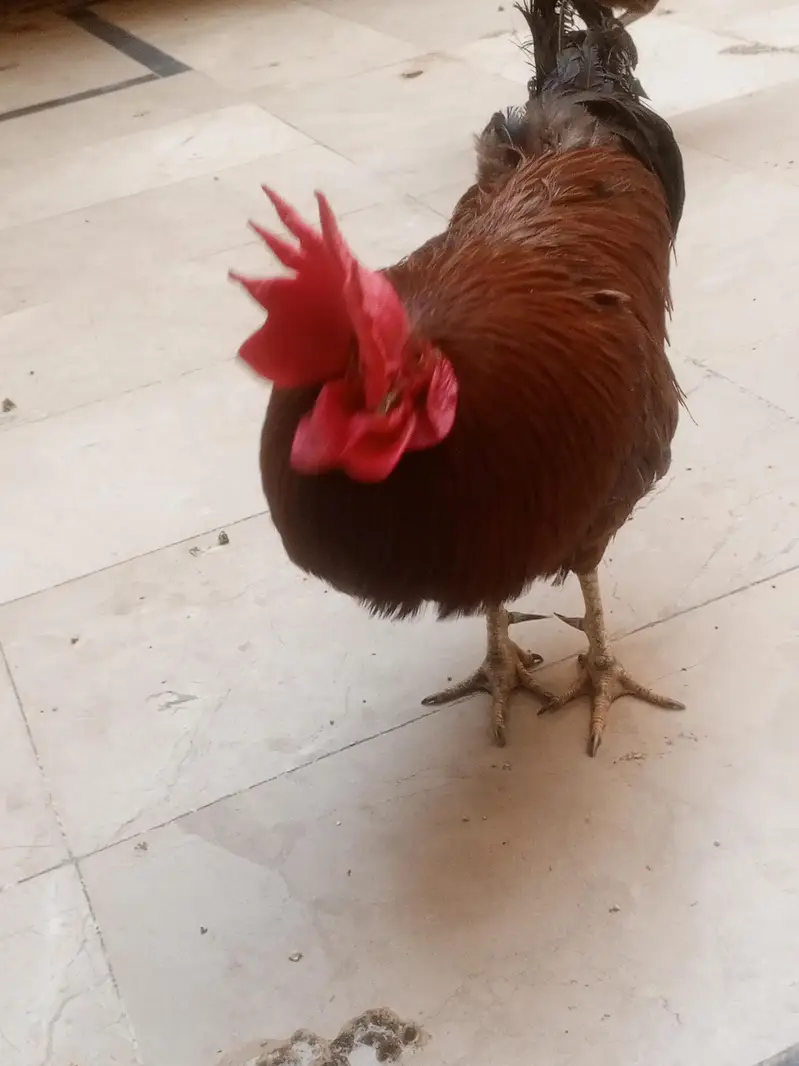 full healthy murga for sale ha whatapp number 03176685273 — photo 5
