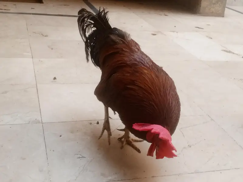 full healthy murga for sale ha whatapp number 03176685273 — photo 6