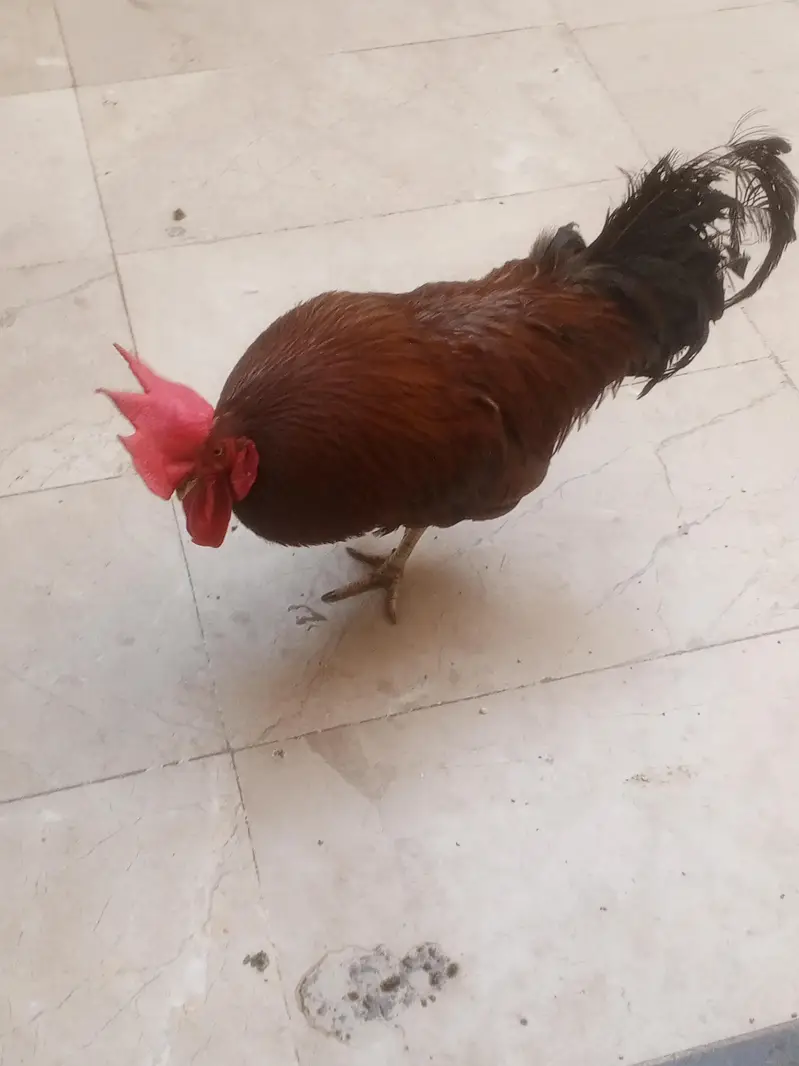 full healthy murga for sale ha whatapp number 03176685273 — photo 7