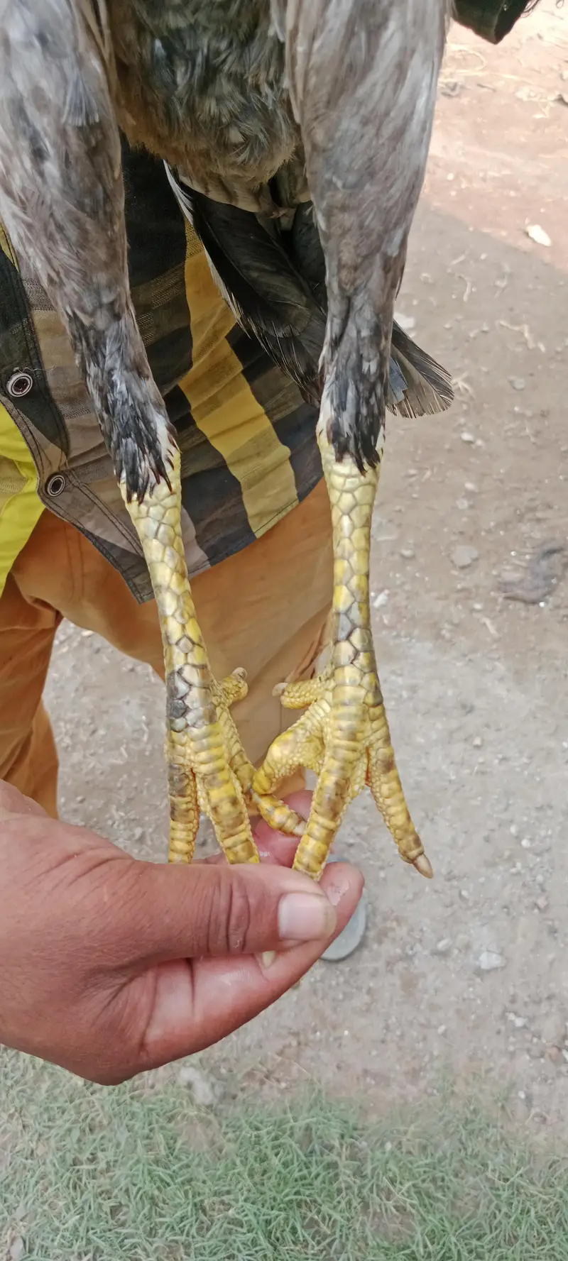 aseel Morga — photo 2
