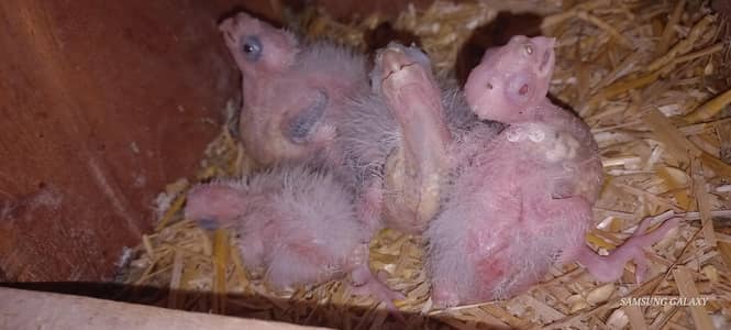 Top Quality Cocktail chicks for hand tamed purpose