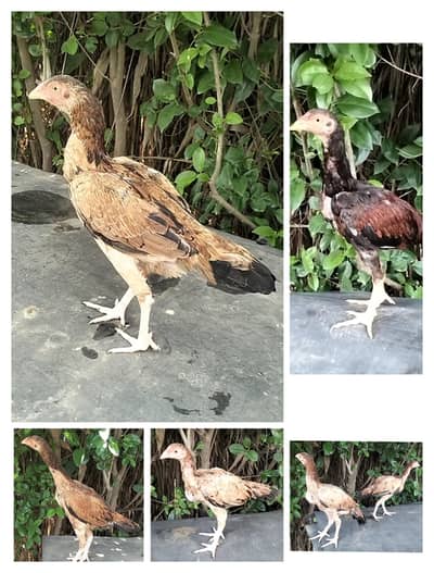 Aseel, lakha, patha , pathian,  for sale