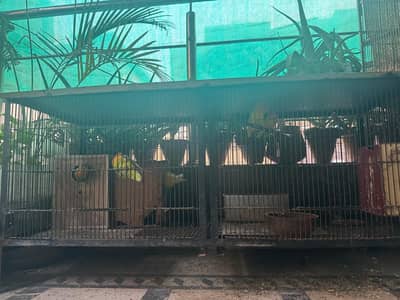 Cage with lovebirds