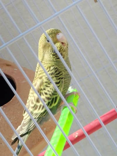 blackface blackwing split green body+