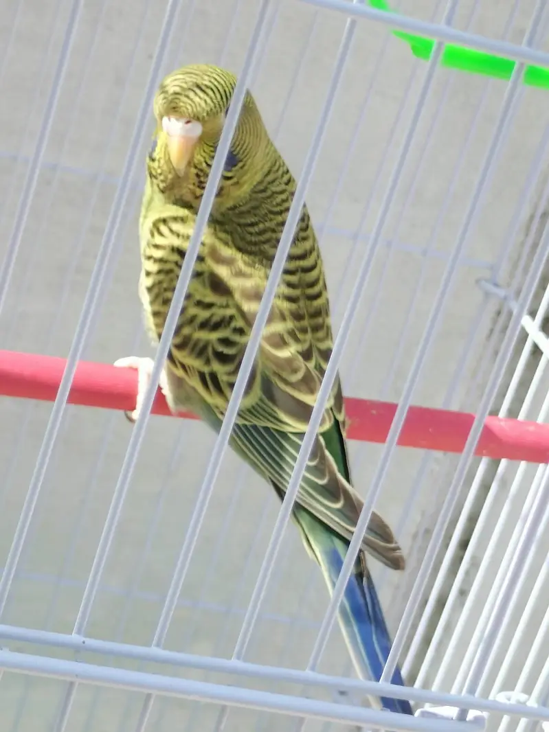 blackface blackwing split green body+ — photo 2