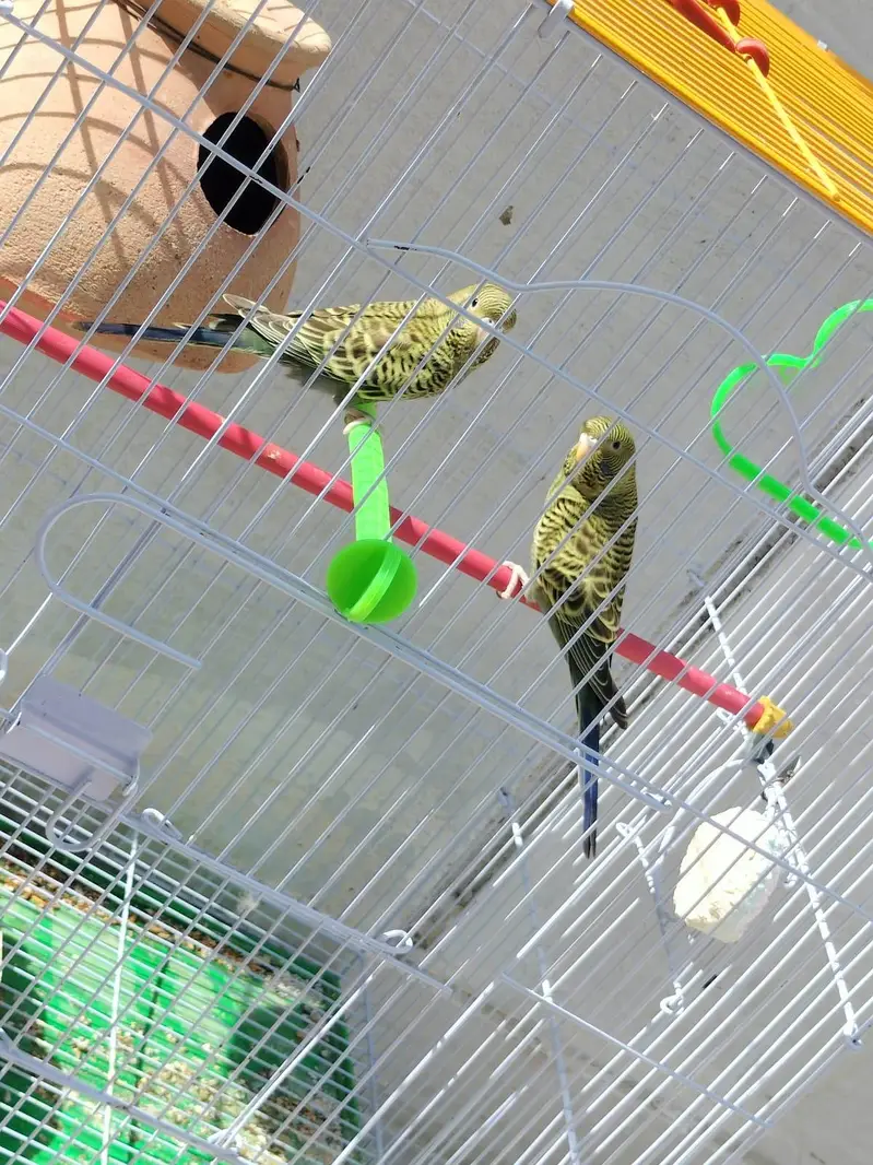 blackface blackwing split green body+ — photo 3