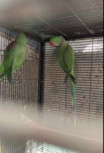Raw parrot voice train age 12 month 0327====6839===782 my WhatsApp