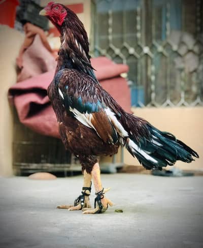 High quality lassani cross breeder 03255027094