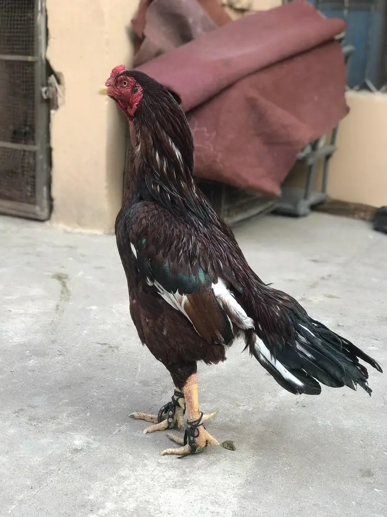 High quality lassani cross breeder 03255027094 — photo 2