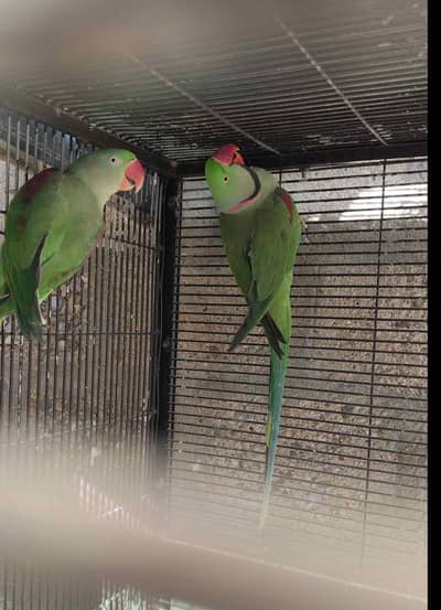 Raw parrot voice train age 12 month 0327====6839===782 my WhatsApp