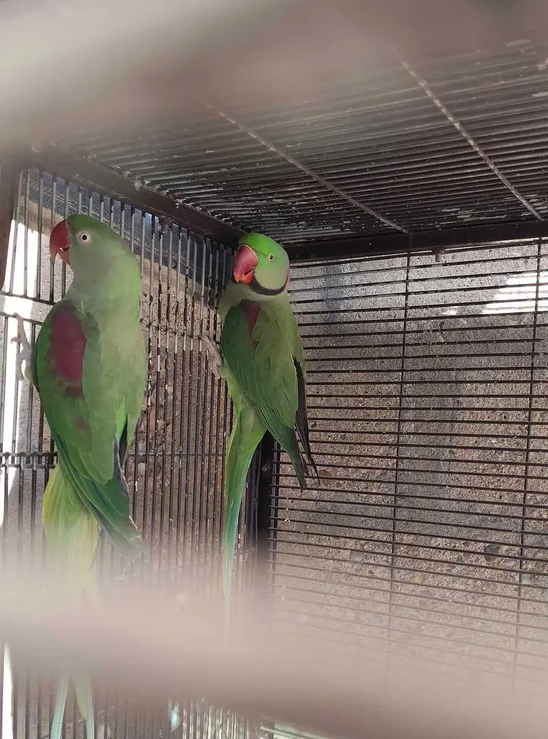 Raw parrot voice train age 12 month 0327====6839===782 my WhatsApp — photo 2