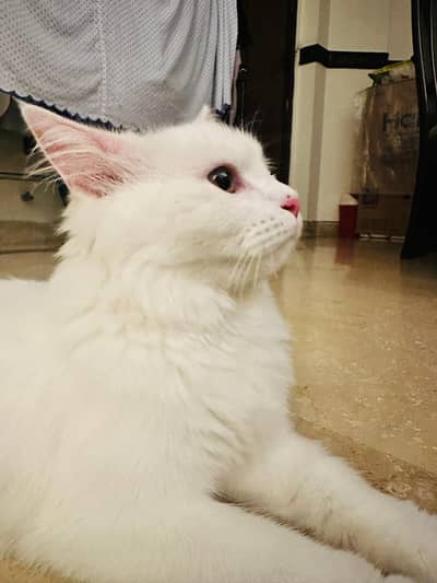 Persian Cat
