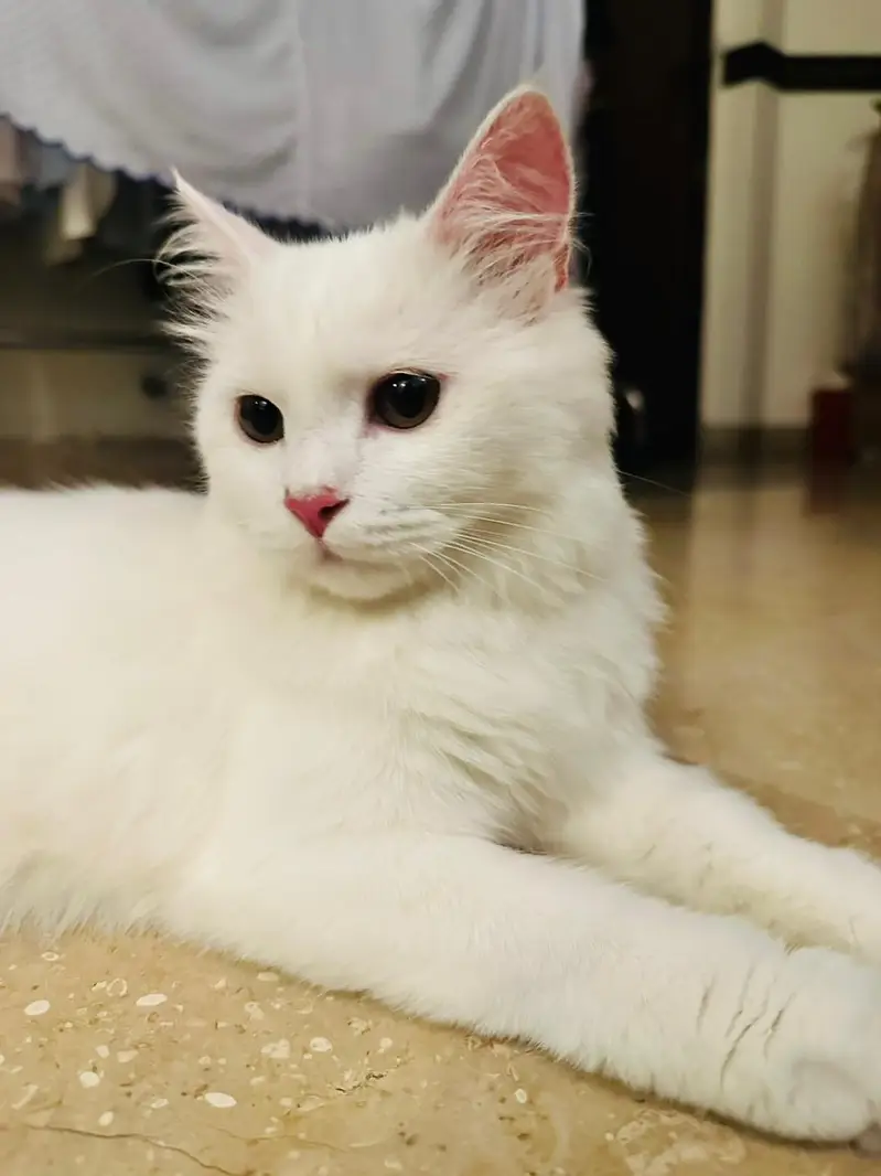 Persian Cat — photo 2