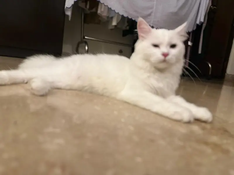Persian Cat — photo 3
