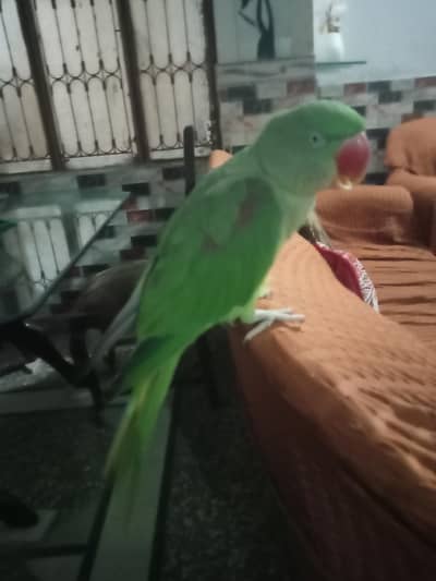 Raw Bird Hand feed