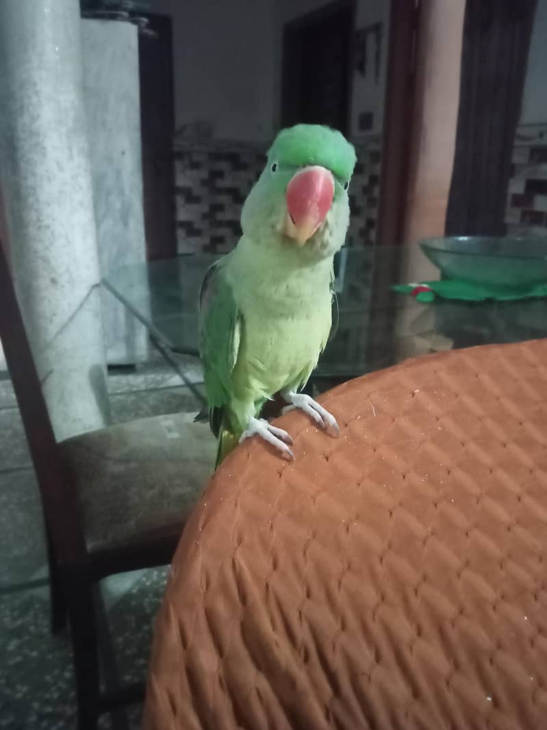 Raw Bird Hand feed 1