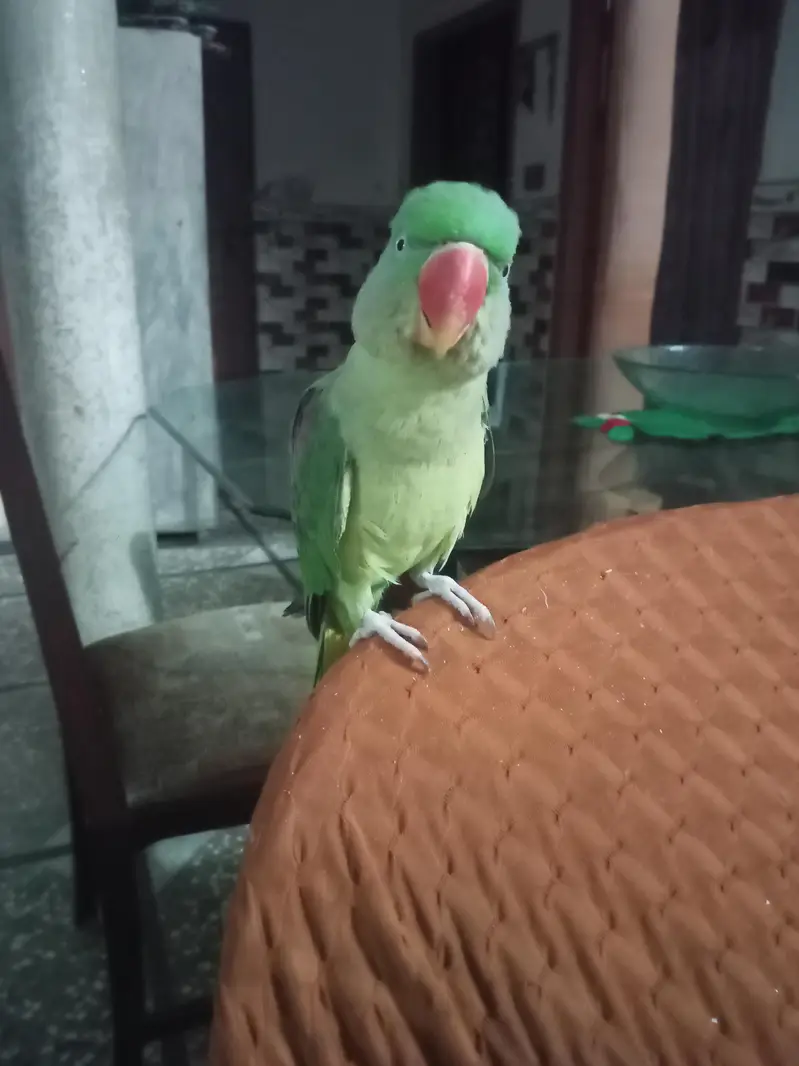 Raw Bird Hand feed — photo 2