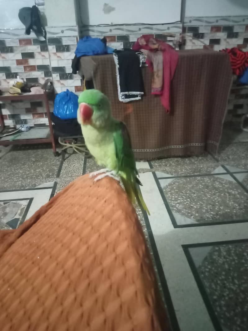 Raw Bird Hand feed 2