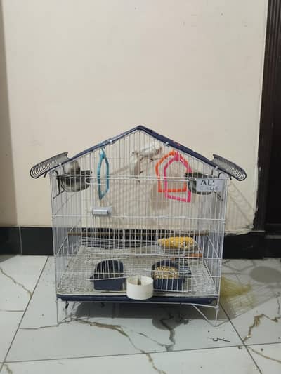 lovebirds with cage