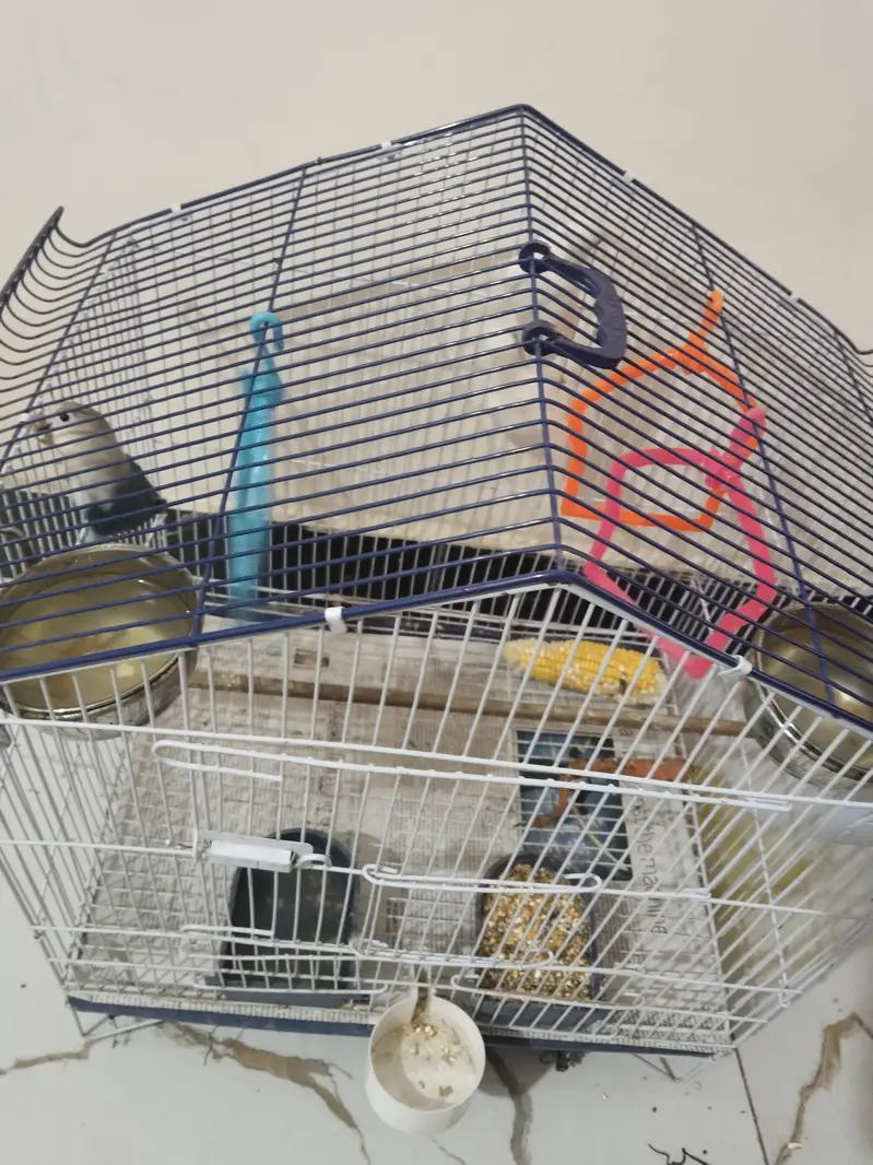 lovebirds with cage — photo 2