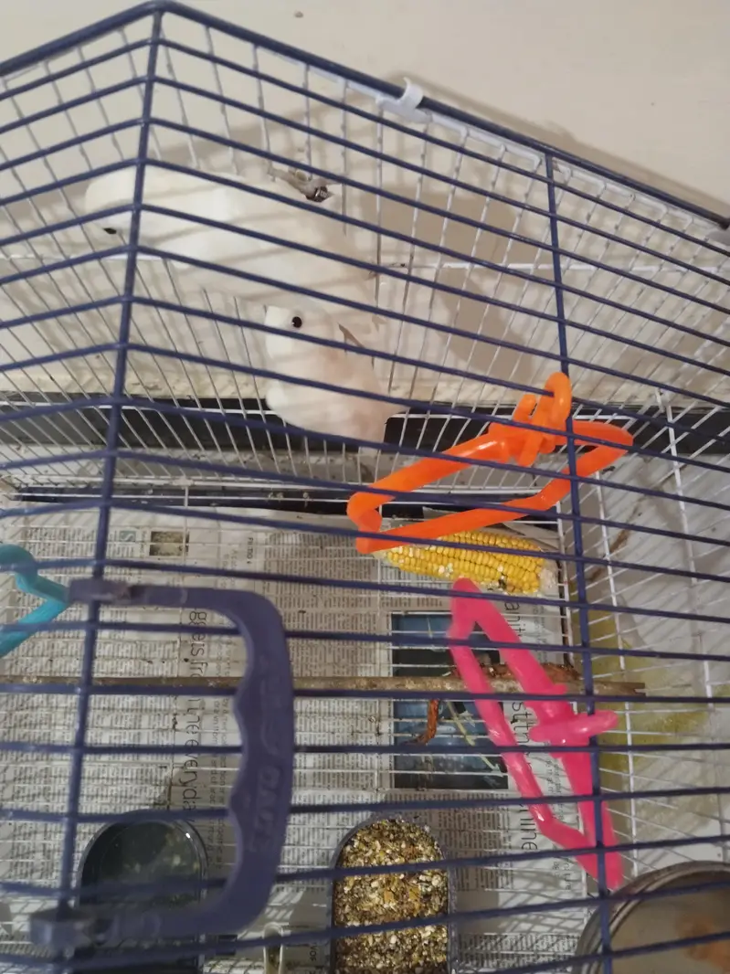 lovebirds with cage — photo 3