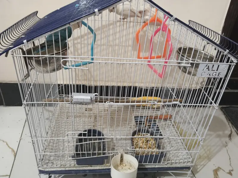 lovebirds with cage — photo 4
