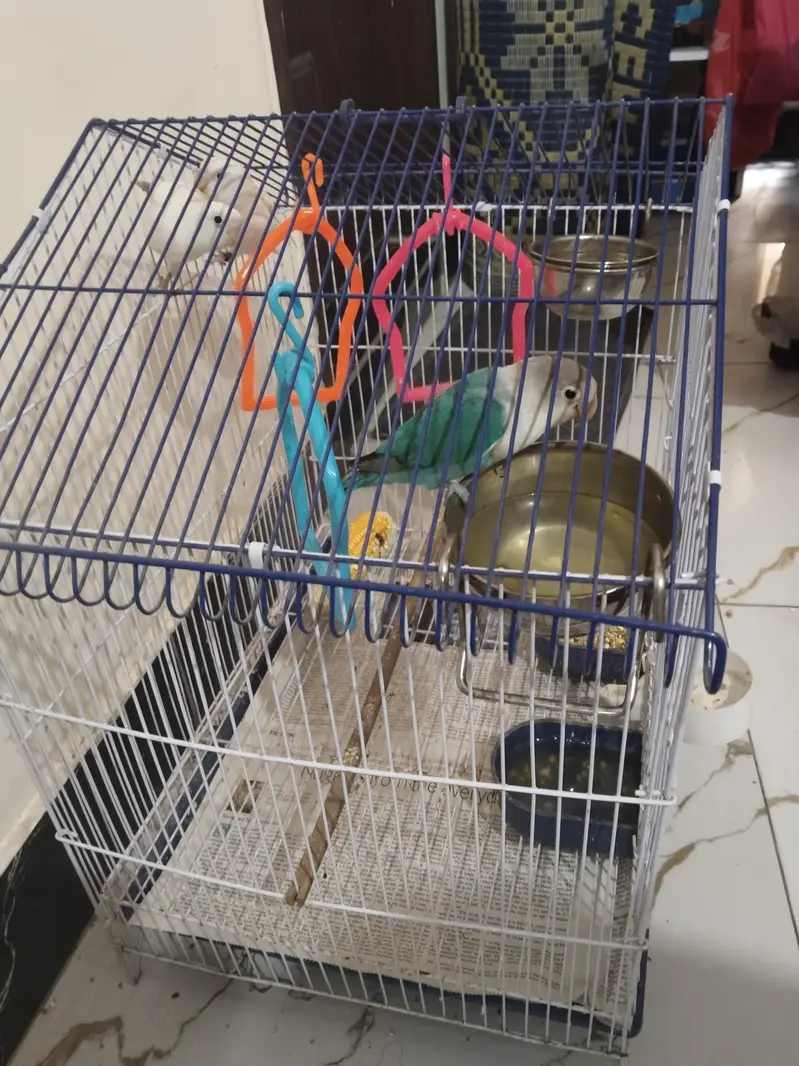lovebirds with cage — photo 5