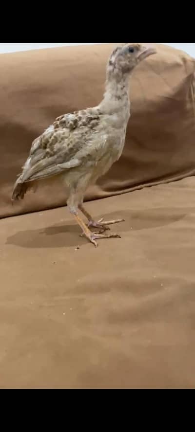 teetar chicks pair for sale